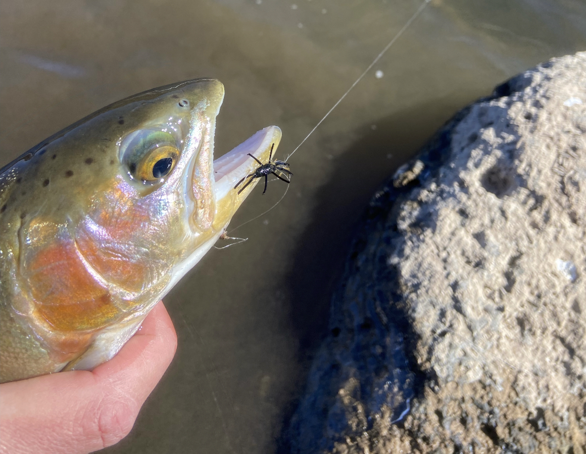 Aspen Outfitting Company's Upper Roaring Fork River Report 2/17/23