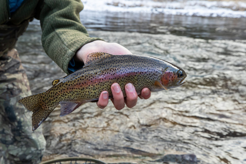 Aspen Outfitting Company's Upper Roaring Fork River Report 2/3/23